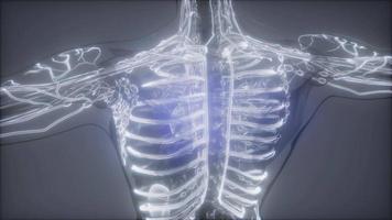 Blood Vessels of Human Body video