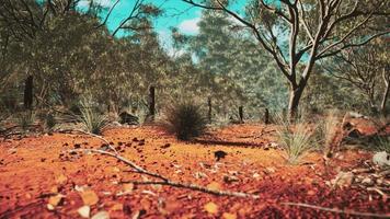 buisson australien avec des arbres sur le sable rouge