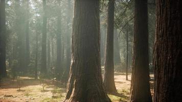 Sunset on the Giant Forest, Sequoia National Park, California video