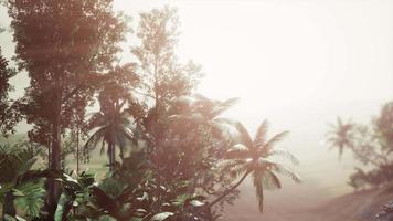 forêt tropicale de palmiers dans le brouillard video