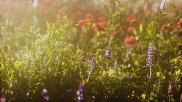 vilda fält av blommor vid solnedgången video