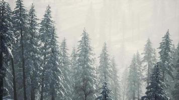árboles de cono cubiertos de nieve de invierno en la ladera de la montaña video