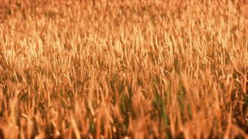 the field of ripe rye at sunset video