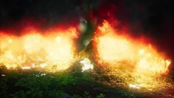 wind waait op vlammende bomen tijdens een bosbrand video