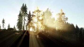 zonnestralen door bomen video