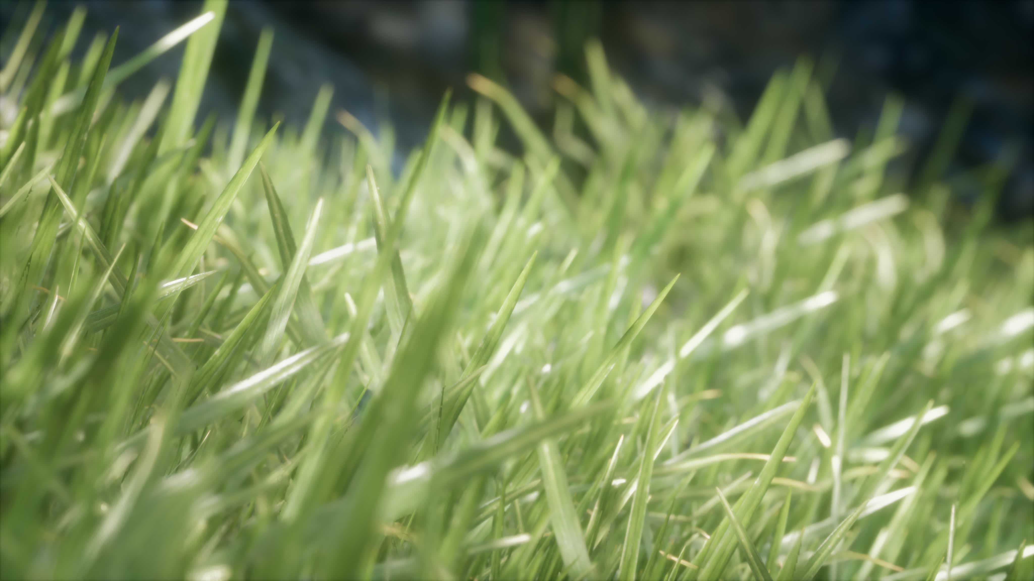 fresh green Grass on the forest 6118533 Stock Video at Vecteezy fresh green Grass on the forest 6118533 Stock Video at Vecteezy