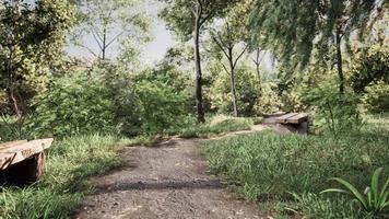 bankje in het zomerpark met oude bomen en voetpad video