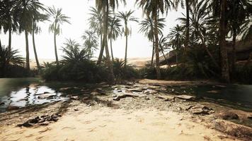 Desert oasis pond with palm trees and plants video