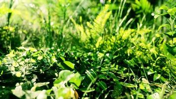 vue rapprochée sur la nature de l'herbe sur le fond tropical video