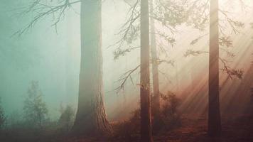 herrliche Landschaft des Nadelwaldes am Ende des Herbstes video