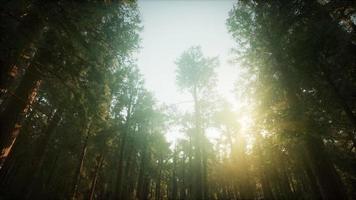 paesaggio nebbioso del tramonto della foresta di sequoie video