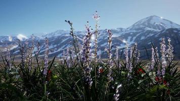 campo di lavanda con cielo blu e copertura montuosa con neve video