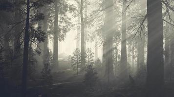 tronco de árvore preto em uma floresta de pinheiros escuros video