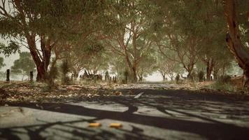 strada aperta in australia con alberi a cespuglio video