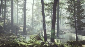 Wald mit Teich und Nebel mit Sonnenstrahlen video