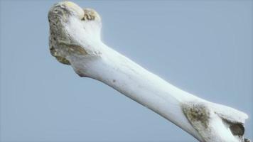 l'os de la jambe d'un gros animal video
