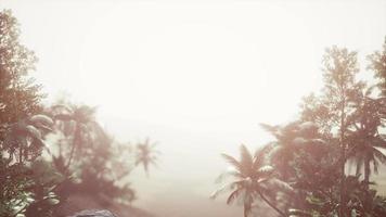 selva tropical de palmeras en la niebla video