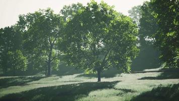 weelderig groene jonge bladeren van esdoorn verlicht door fel zonlicht in de lente video