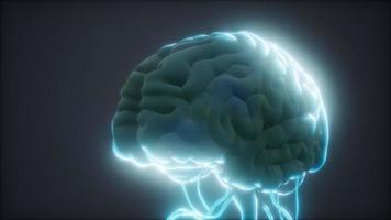modèle animé du cerveau humain video