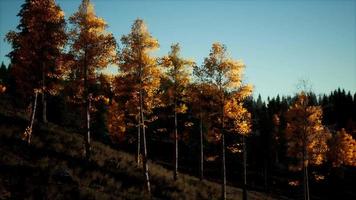 paysage d'automne de montagne avec forêt jaune video