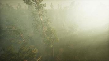 Drone breaking through the fog to show redwood and pine tree video