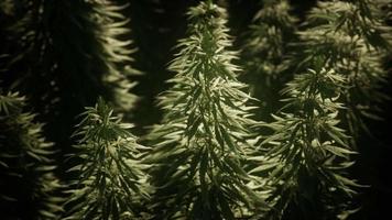 Dickichte von Marihuana-Pflanzen auf dem Feld