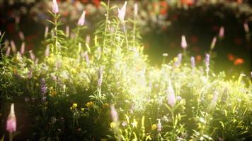 wilde bloemen in het veld video