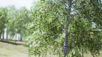 birch forest panorama in summer video