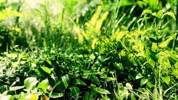 Cerca de la punta de una alfombra verde hierba de hoja ancha video