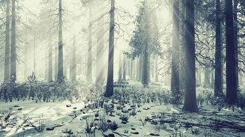 pine forest illuminated by the morning sun on a foggy early spring day video