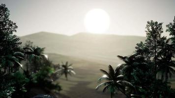 Coco palm trees tropical landscape video