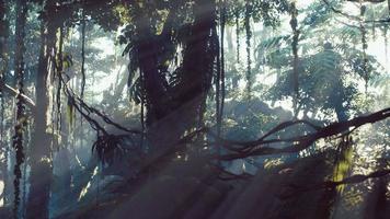 forêt tropicale de la jungle brumeuse dans le brouillard video