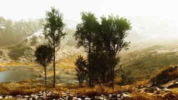 big pine trees growing from rocky outcropping in the mountains video