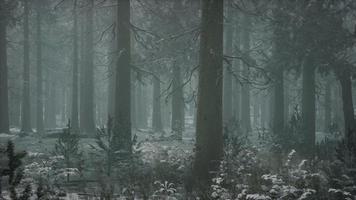 Winterschneebedeckter Wald an einem bewölkten Tag video