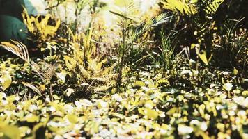 vue rapprochée sur la nature de l'herbe sur le fond tropical video