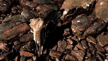 cráneo de carnero en rocas del desierto video