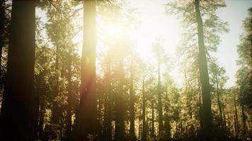 hyperlapse dans la forêt de séquoia du lever du soleil video