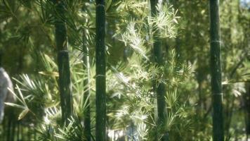 Bosque de bambu arashiyama tranquilo ventoso de 8k video