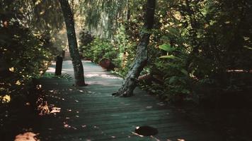 Wooden pathway leading through the dense forest in national park