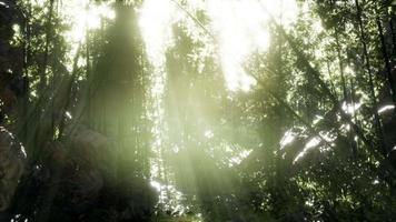 Lush green leaves of bamboo near the shore of a pond with stones. video