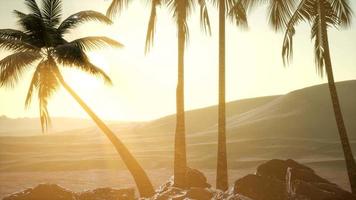 palmen in de woestijn bij zonsondergang video