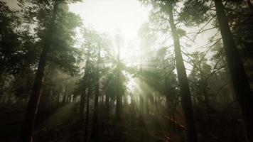 Redwood Forest Foggy Sunset Scenery video