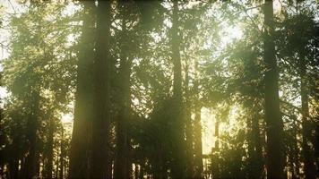 hiperlapso en el bosque de secuoyas desde el amanecer video