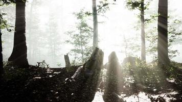 sole che sorge in una foresta con nebbia video