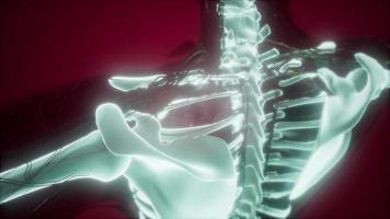 Human Body with Visible Skeletal Bones video