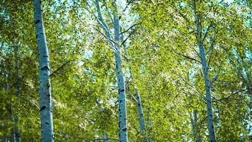 witte berkenbomen in het bos in de zomer video