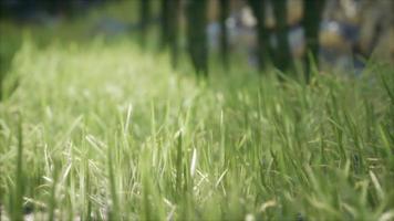 herbe verte fraîche sur la forêt video