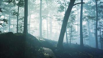 brouillard du matin dans la forêt profonde video