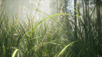 gras bloem veld met zacht zonlicht voor achtergrond. video