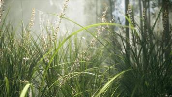 Grass flower field with soft sunlight for background. video